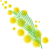 mimosa Bb2 - kostenlos png