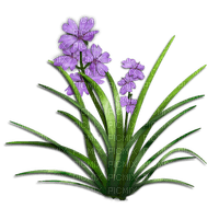 violets2 - png gratis