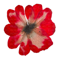 red pressed flower - бесплатно png