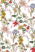 floral transparent background - darmowe png