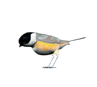 птица, гиф, Карина - 免费动画 GIF