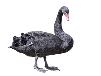 Kaz_Creations Swan Bird