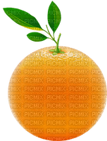 Orange - zdarma png