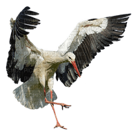 stork cigogne - zdarma png