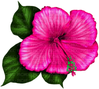 Tropical.Flower.Pink - bezmaksas png