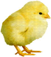 Chick.Yellow.Orange - 免费PNG