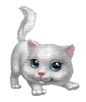 chat blanc-white cat - GIF animado gratis