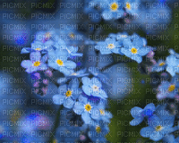 Blue.Flowers.Fond.gif.Victoriabea - GIF เคลื่อนไหวฟรี