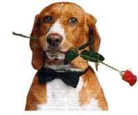 Kaz_Creations Animals Dogs Dog Pup - gratis png