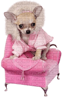 Chiwhawha Pink - PNG gratuit