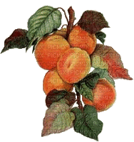 Fruits - Bezmaksas animēts GIF