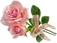 rose avec un noeud - Zdarma animovaný GIF