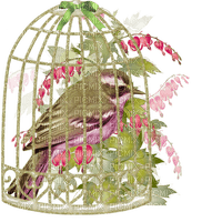 patymirabelle oiseau dans cage - ingyenes png