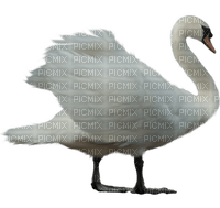 Kaz_Creations  Birds Bird Swan - Free PNG
