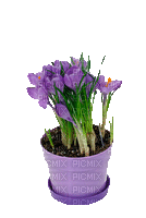 Blumen, Krokusse, Flowers - GIF เคลื่อนไหวฟรี