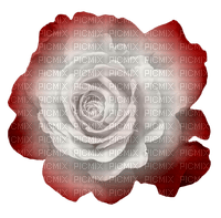 red-white-rose-flower-minou52 - gratis png