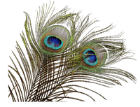 Peacock feather - png ฟรี