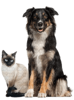 dog chien chat cat katze animals - png gratuito
