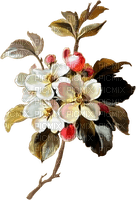 Apple Blossom Vintage - PNG gratuit