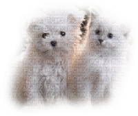 patymirabelle chien et chat - PNG gratuit