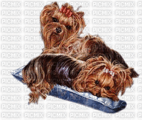 gif chien - Free animated GIF