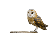 Owl - zdarma png