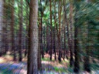forêt - png gratuito