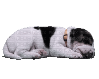 Dog Puppy Chien - Бесплатни анимирани ГИФ