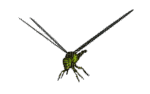 Dragonfly katrin - Бесплатный анимированный гифка