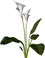 Lily - δωρεάν png