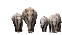 maj éléphants - PNG gratuit