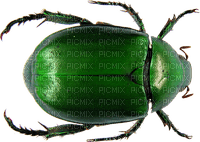 green beetle - bezmaksas png