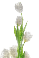 white tulips Bb2 - png gratis