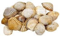 Shells katrin - darmowe png