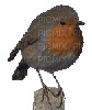 BIRD.Oiseau.Victoriabea - Zdarma animovaný GIF