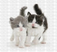 bébés chats - darmowe png