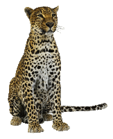 cheetah bp - Gratis animeret GIF