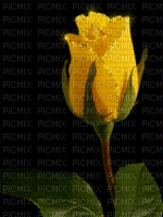MMarcia gif rosa amarela Yellow - Darmowy animowany GIF