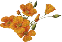 Orange flowers - ingyenes png