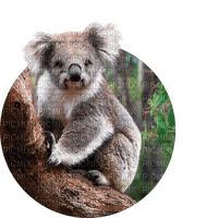 Australia animals koala bp - ilmainen png
