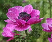 Blumen, Anemonen - nemokama png