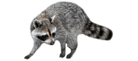 Kaz_Creations Raccoon - ücretsiz png