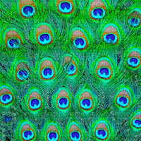 Peacock feather background - Free animated GIF