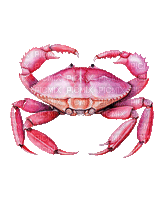 ♡§m3§♡ PINK CRAB SUMMER ANIMATED - Free animated GIF