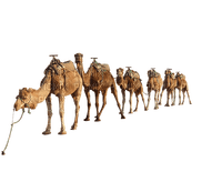 Kaz_Creations Animals-Animal-Camel - gratis png