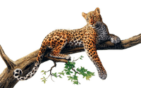 leopard - png ฟรี