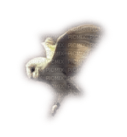 owl - zadarmo png