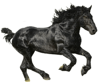caballo - ücretsiz png