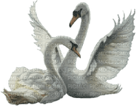 swans bp - zadarmo png