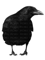crow katrin - nemokama png